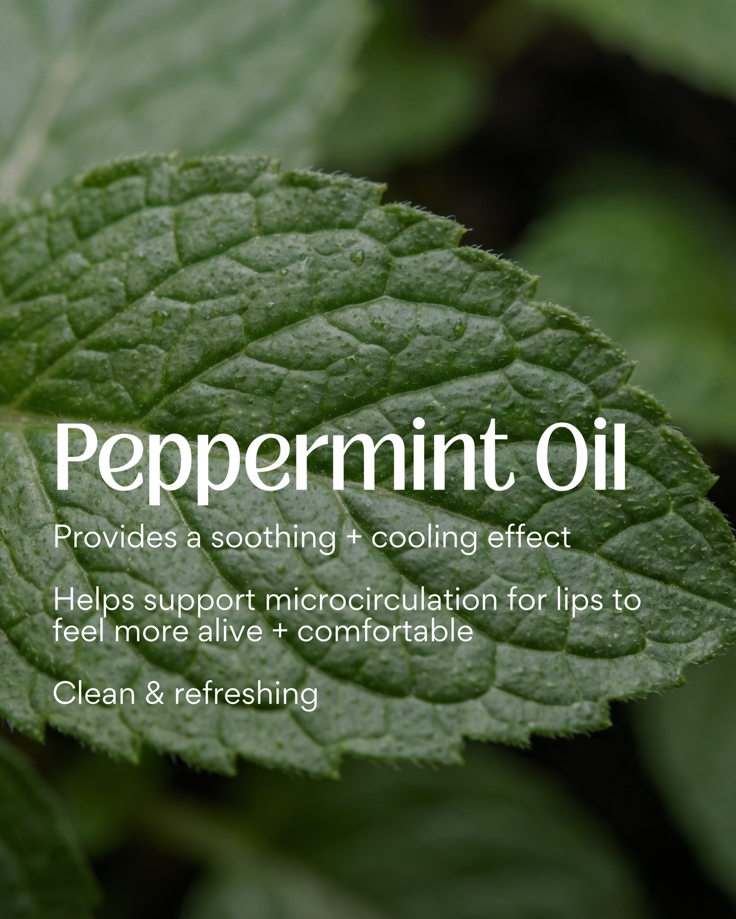 Limited Edition Peppermint Tallow Lip Balm